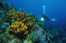 Tobago Dive Centre Speyside